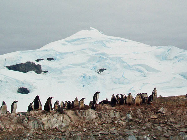Gentoo penguins at Paradise Harbor